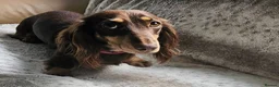 Miniature Dachshund dogs for sale: Miniature long haired Dachshund puppies Kc reg  - Advert 8