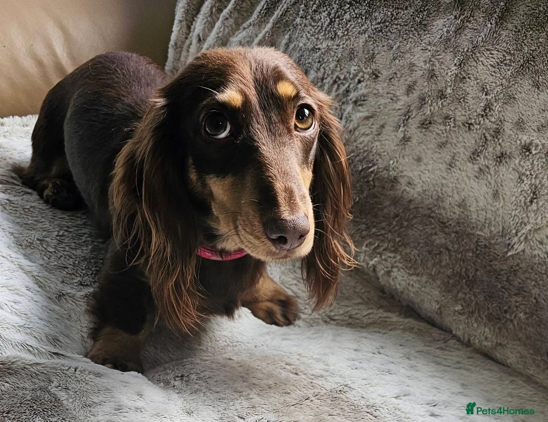 Miniature Dachshund dogs for sale: Miniature long haired Dachshund puppies Kc reg  - Advert 8