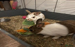 Dutch rabbits for sale: Two Female Rabbits  - Image 1