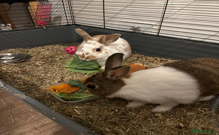 Dutch rabbits - Advert 1