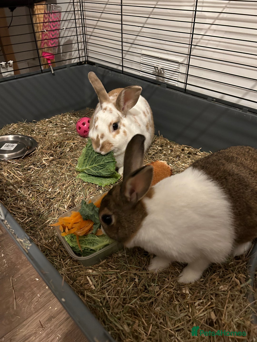Dutch rabbits for sale: Two Female Rabbits  - Image 1