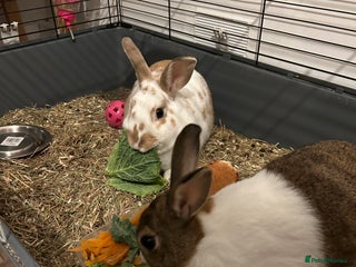 Dutch rabbits - Advert 2