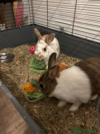 Dutch rabbits - Advert 1