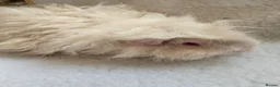 Guinea Pig rodents for sale: Young Lunkarya Boar  - Advert 5