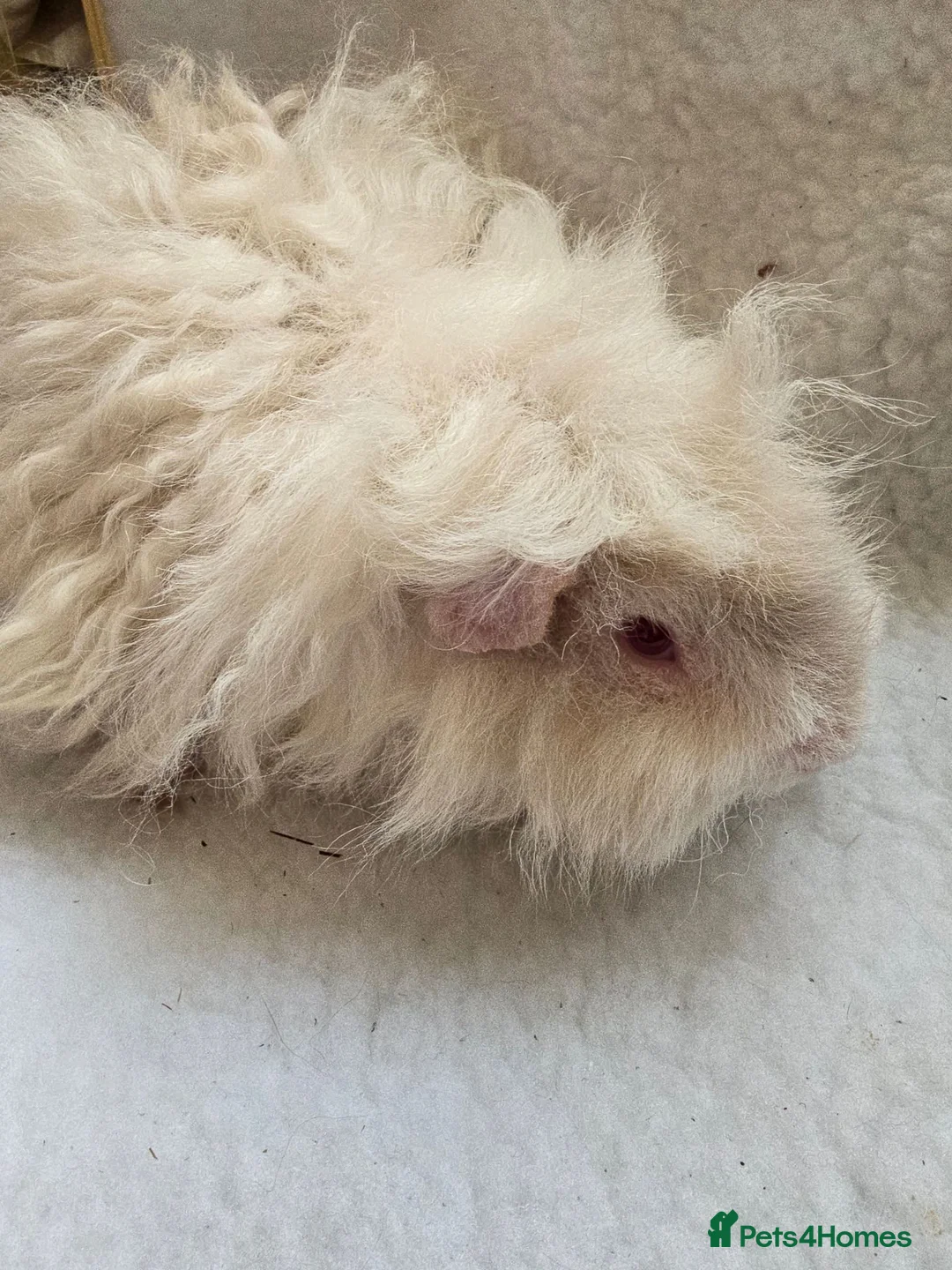 Guinea Pig rodents for sale: Young Lunkarya Boar  - Advert 5