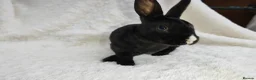 Rex rabbits for sale: Mini rex rabbits, black Vienna marked buck - Advert 20