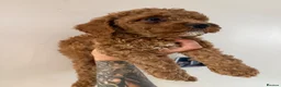 Cockapoo dogs for sale: Gorgeous Red Cockapoo Puppies  in Brighouse - Advert 4