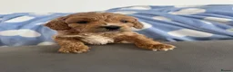 Cockapoo dogs for sale: F1 Cockapoos  - Advert 3