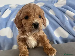 Cockapoo dogs F1 Cockapoos - Advert 3