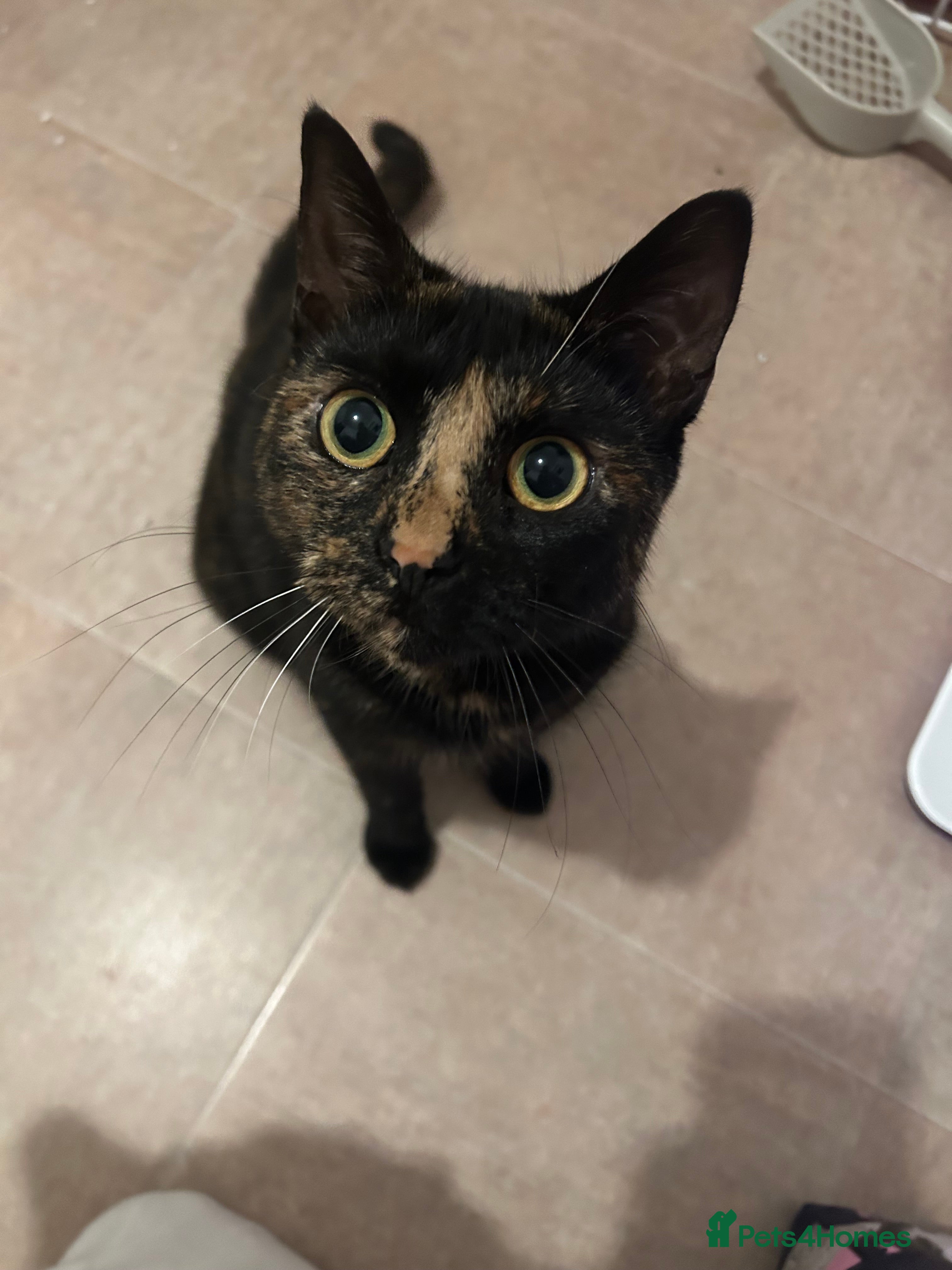 Mixed Breed cats Mocha the tortie  - Advert 1