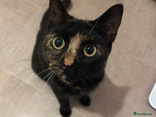 Mixed Breed cats Mocha the tortie - Advert 1