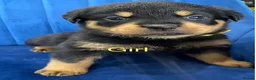 Rottweiler dogs for sale: kldrl exciting Pure/bred Rottweiler Pups in Hull - Advert 2