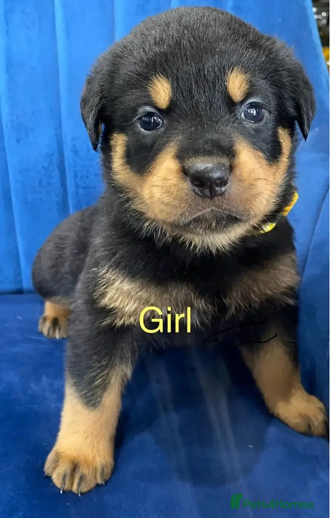 Rottweiler dogs for sale: kldrl exciting Pure/bred Rottweiler Pups in Hull - Advert 2