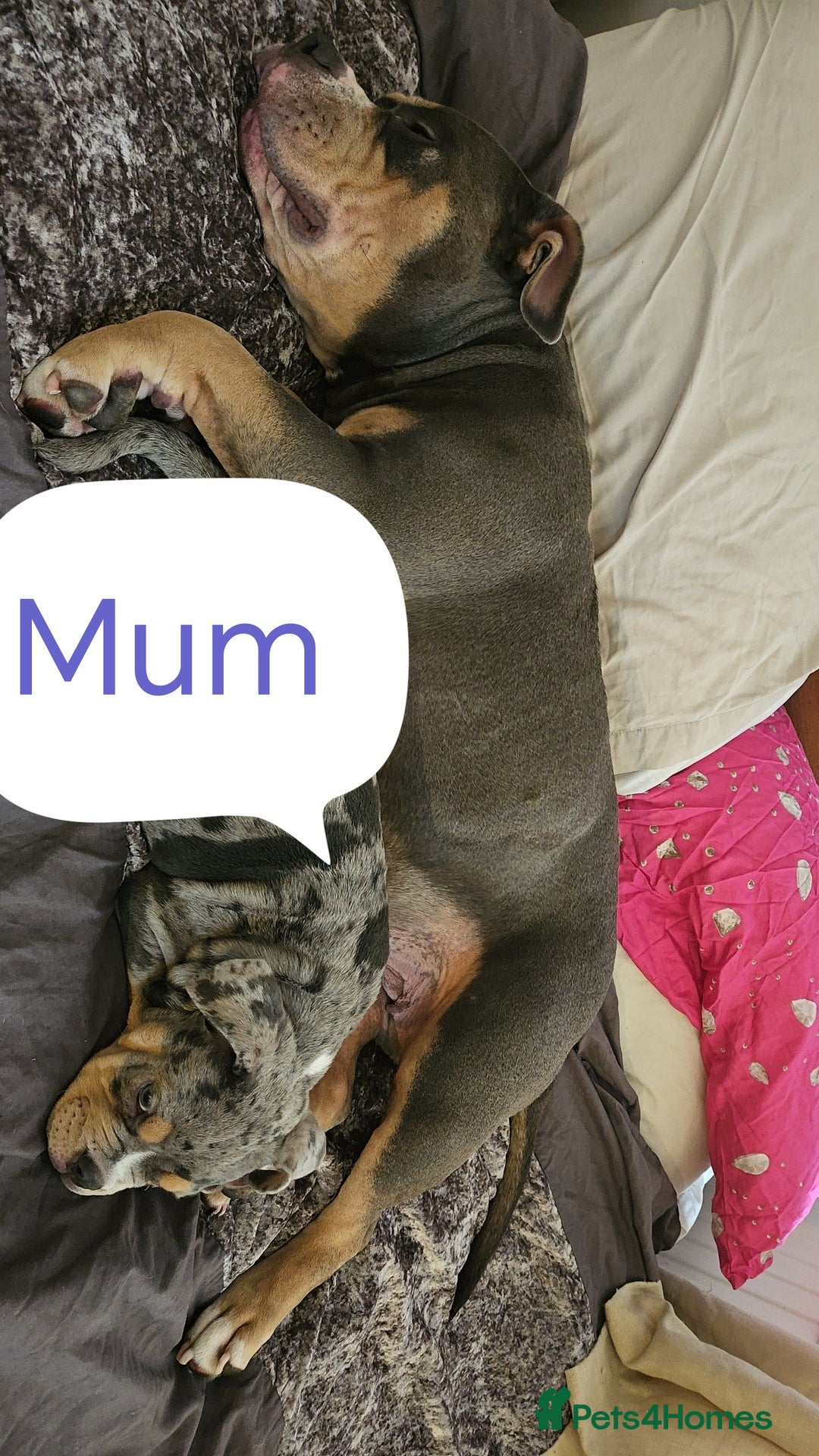 American Bully dogs for sale: Here is indi(moaning mertle)  - Image 3