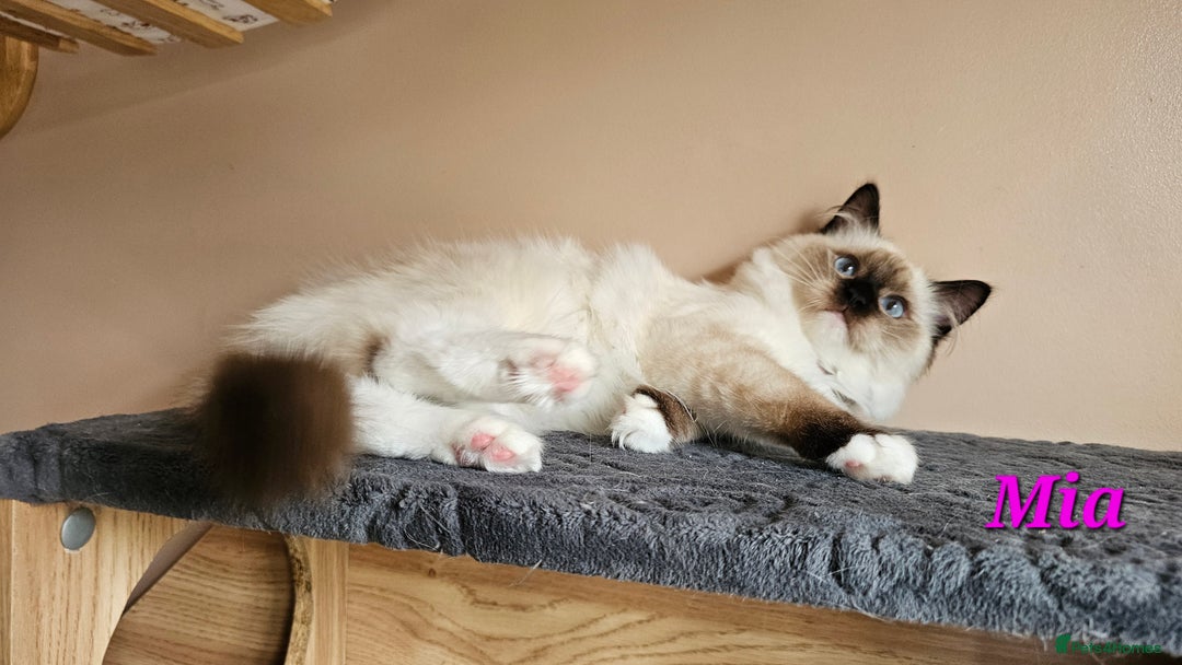Ragdoll cats for sale: Only 2 girls left,Champion blood, TICA kittens in Nelson - Image 19