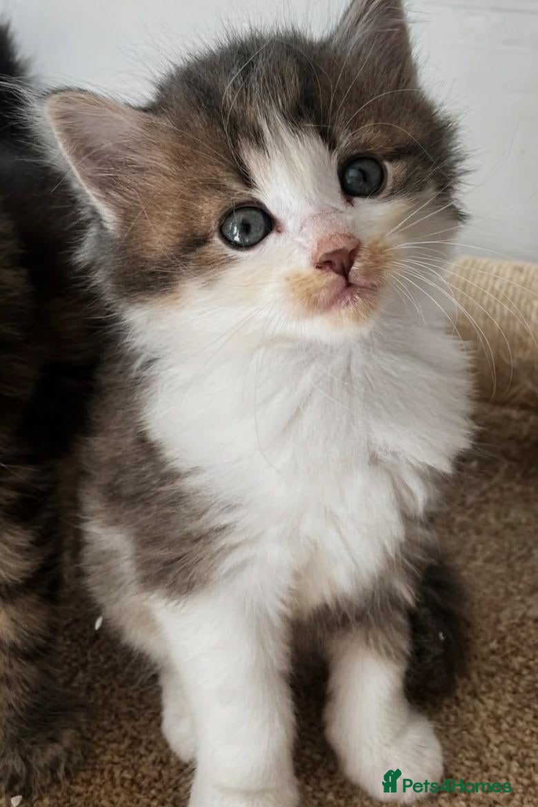 Maine Coon cats Stunning Maine coon kitten's - Advert 9