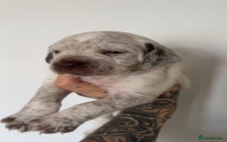 Mixed Breed dogs for sale: Litter of 9 healthy pups  - Image 11