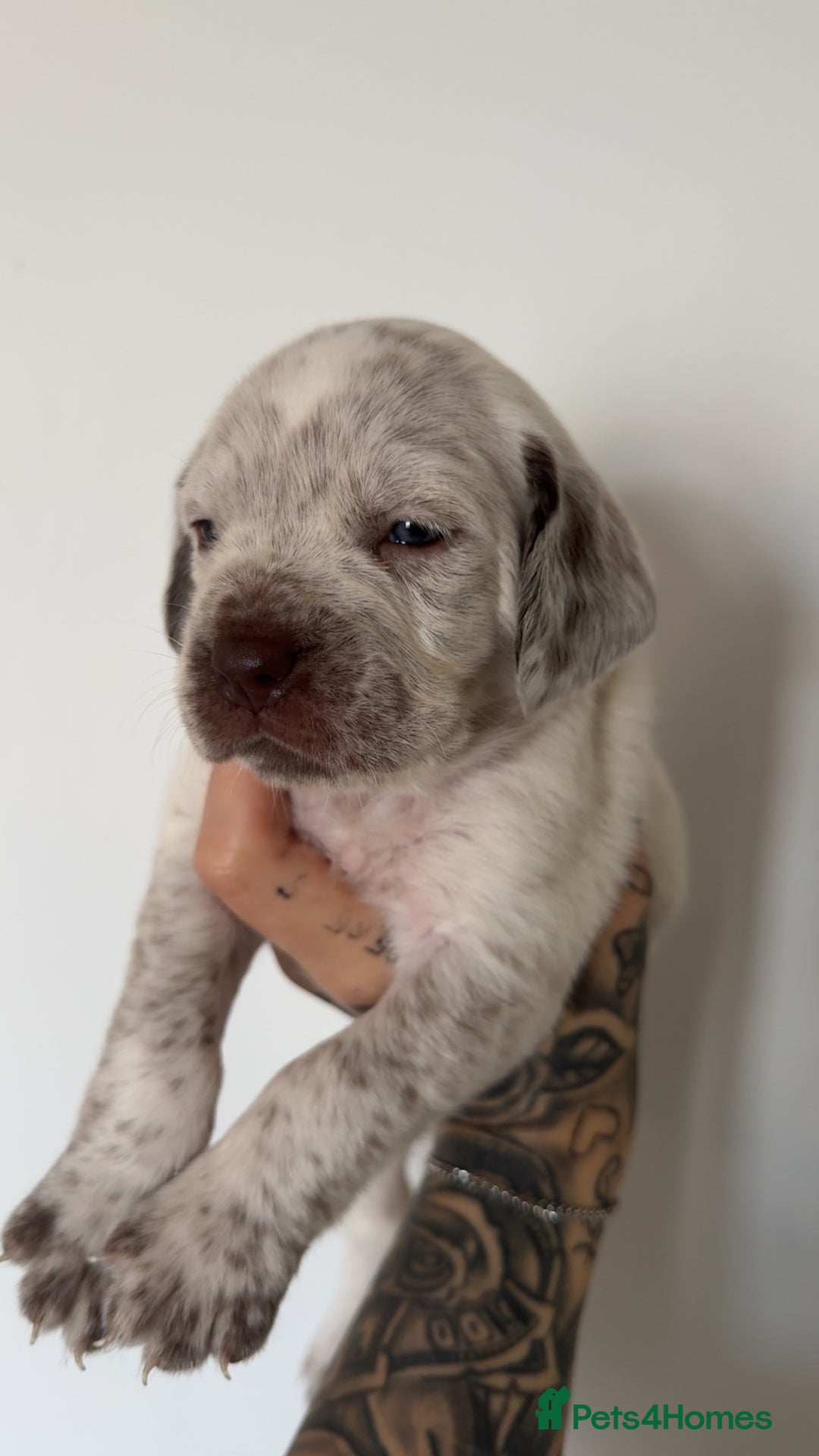 Mixed Breed dogs for sale: Litter of 9 healthy pups  - Image 11
