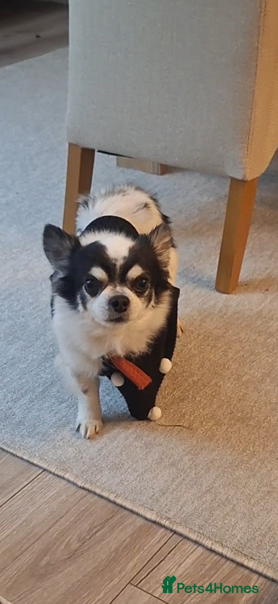 Chihuahua dogs for sale: Black and white long-haired chihuahua  - Advert 2