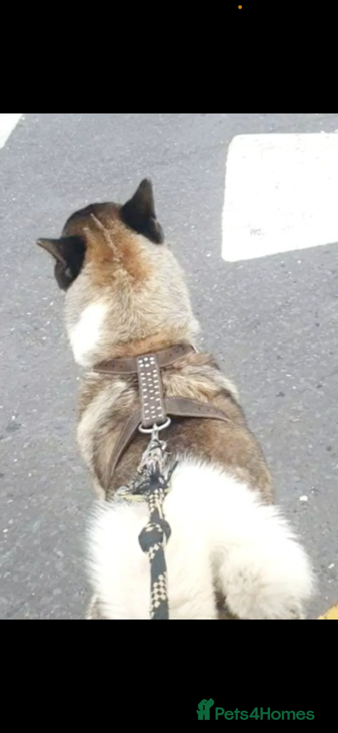 Akita dogs for sale: Beautiful American Akita needing a home ASAP - Advert 2