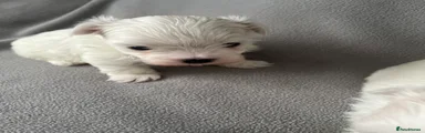 Maltese Puppy 4