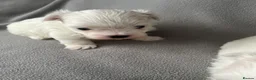 Maltese dogs for sale: Adorable Maltese Puppies 🐶 Ready April 18th 🐾 - Advert 2