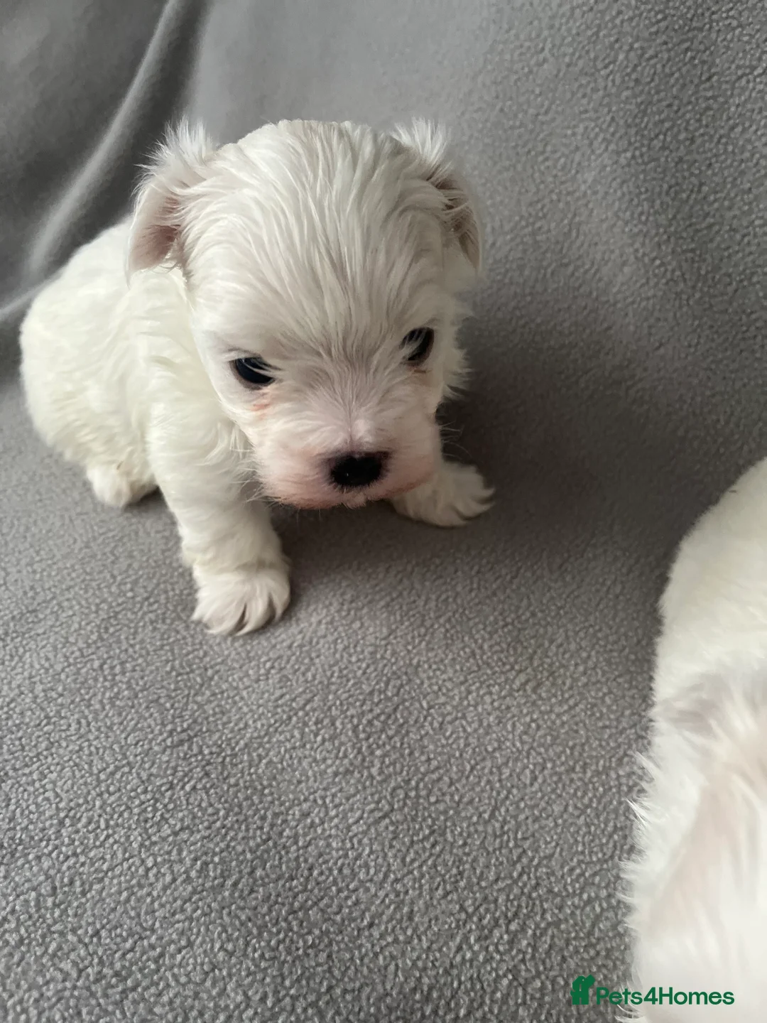 Maltese dogs for sale: Adorable Maltese Puppies 🐶 Ready April 18th 🐾 - Advert 2