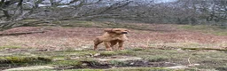 Labrador Retriever dogs for sale: Expressions of Interest - Fox Red Labrador Puppies in Chester - Advert 6