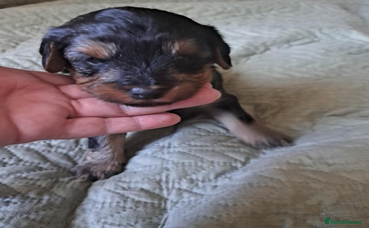 Mixed Breed dogs - Advert 2