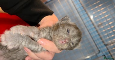 Maine Coon cats TICA beautiful Maine Coon Kittens  - Advert 1