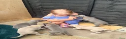 Whippet dogs for sale: Gorgeous Whippets Ready for forever Home - Advert 22