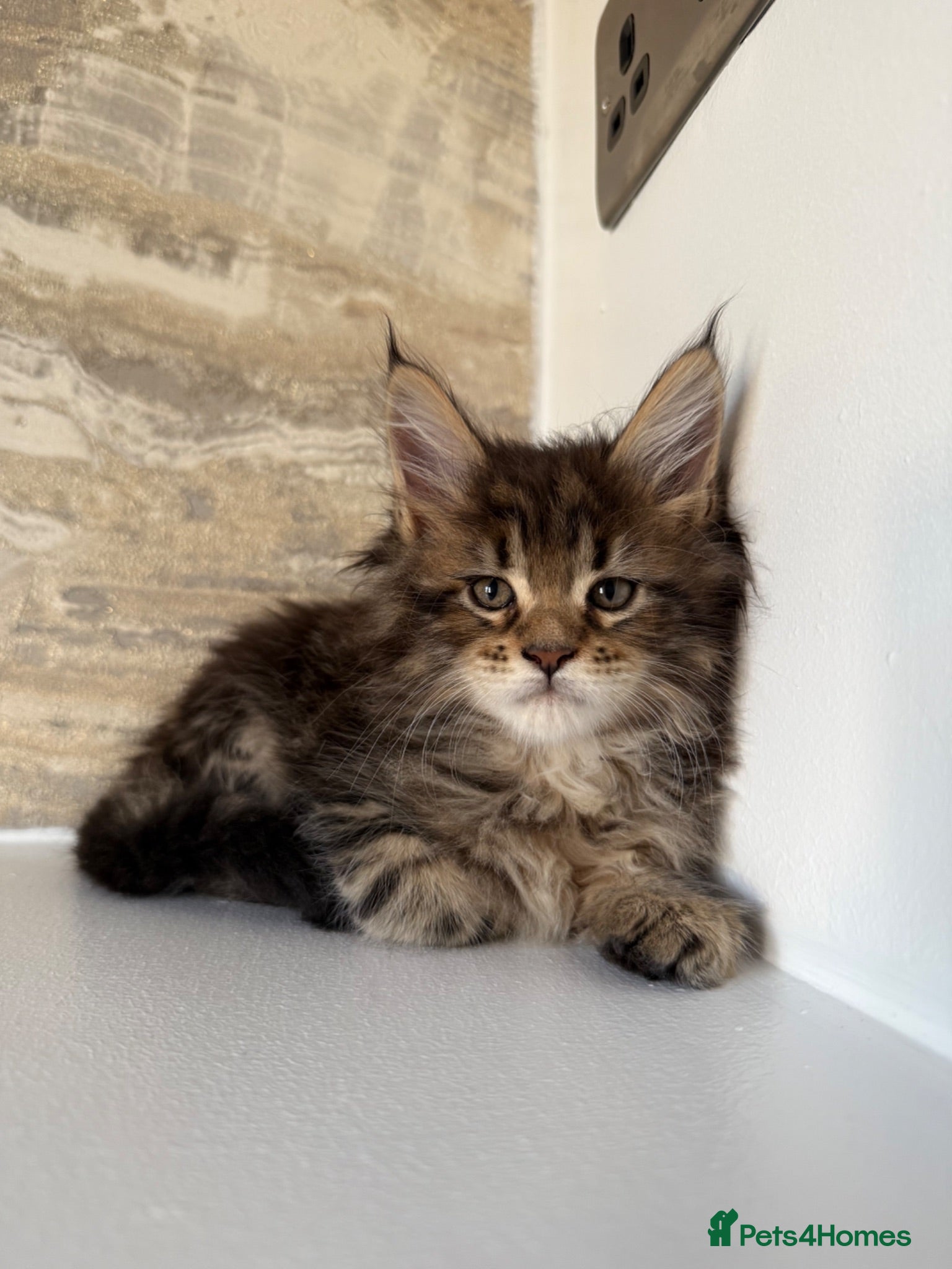 Maine Coon cats XL Russian Cubs 💙 - Advert 14