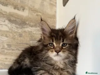 Maine Coon cats XL Russian Cubs 💙 - Advert 14