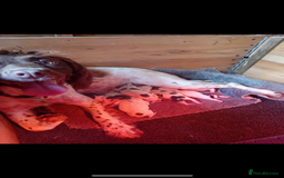 English Springer Spaniel dogs for sale: 2 English springer spaniel bitches  - Image 6