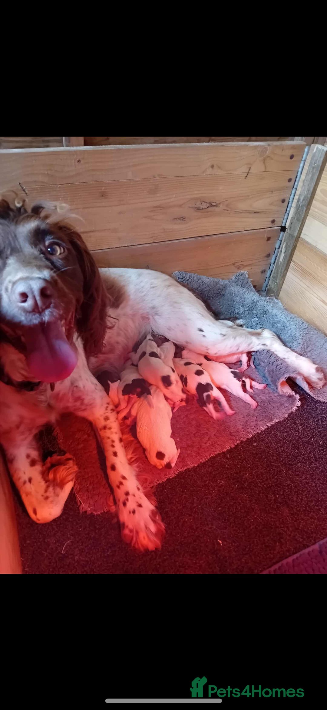 English Springer Spaniel dogs for sale: 2 English springer spaniel bitches  - Image 6