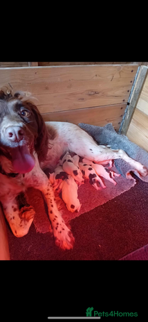 English Springer Spaniel dogs - Advert 3