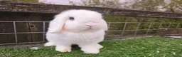 Mini Lop rabbits for sale: Adult mini lop Female  - Advert 4