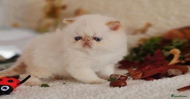 Persian cats - Advert 4