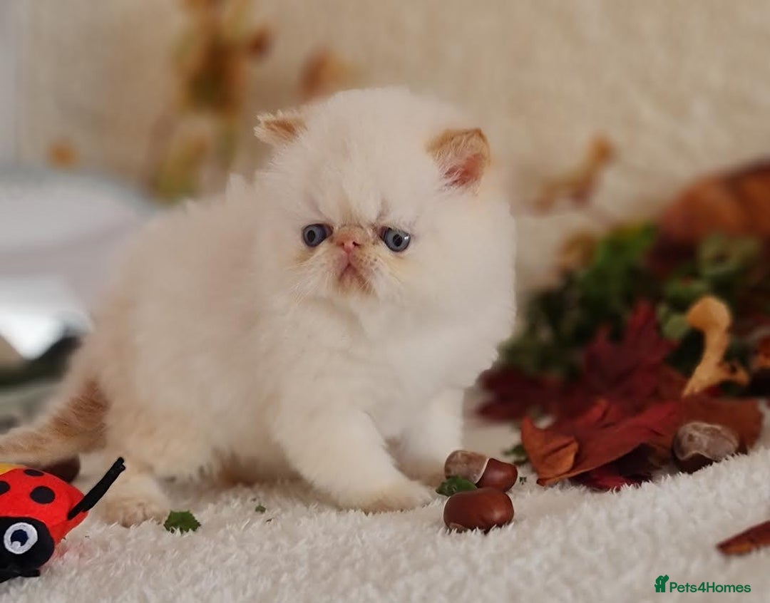 Persian cats for sale: Persian Kittens - Image 25