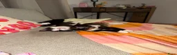 Mixed Breed cats for sale: Beautiful kittens - Advert 3