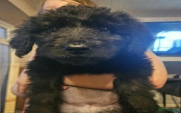 Mixed Breed dogs for sale: F1 Shepadoodle Puppies in Boston - Image 20