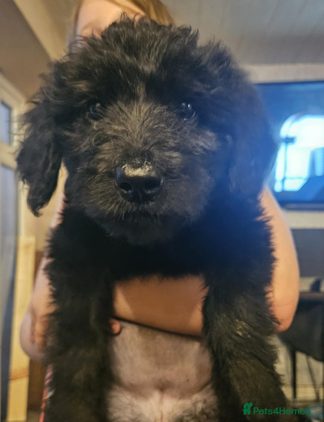 Mixed Breed dogs for sale: F1 Shepadoodle Puppies in Boston - Image 20