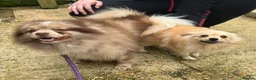 Pomeranian dogs for sale: Beautiful & Chunky Pomeranian puppy's for sale - Advert 2