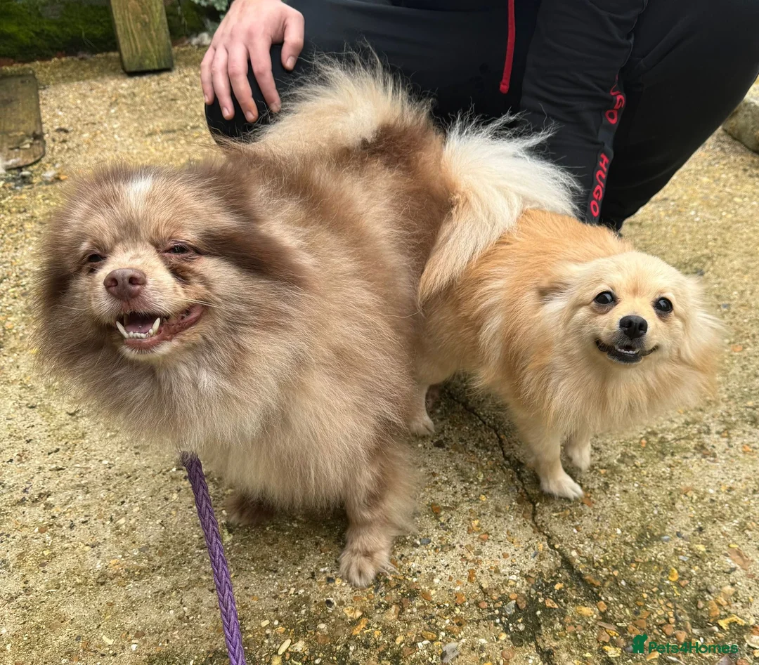 Pomeranian dogs for sale: Beautiful & Chunky Pomeranian puppy's for sale - Advert 2