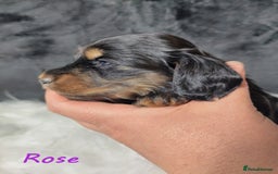 Miniature Dachshund dogs for sale: KC Health tested Licensed breeder 12 years exp - Image 30