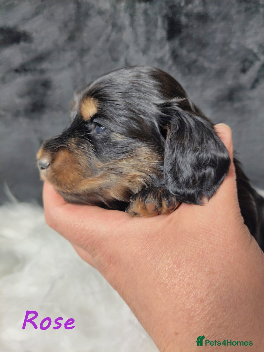Miniature Dachshund dogs for sale: KC Health tested Licensed breeder 12 years exp - Image 30