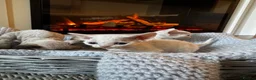 Devon Rex cats for sale: Exceptional FIFe Registered Devon Rex Kittens - Advert 9