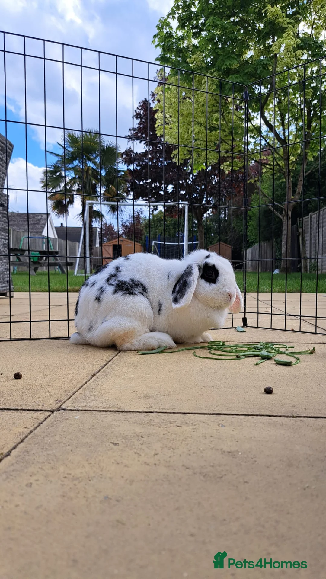 Mini Lop rabbits for sale: Mini lop femail rabbitt - Advert 1