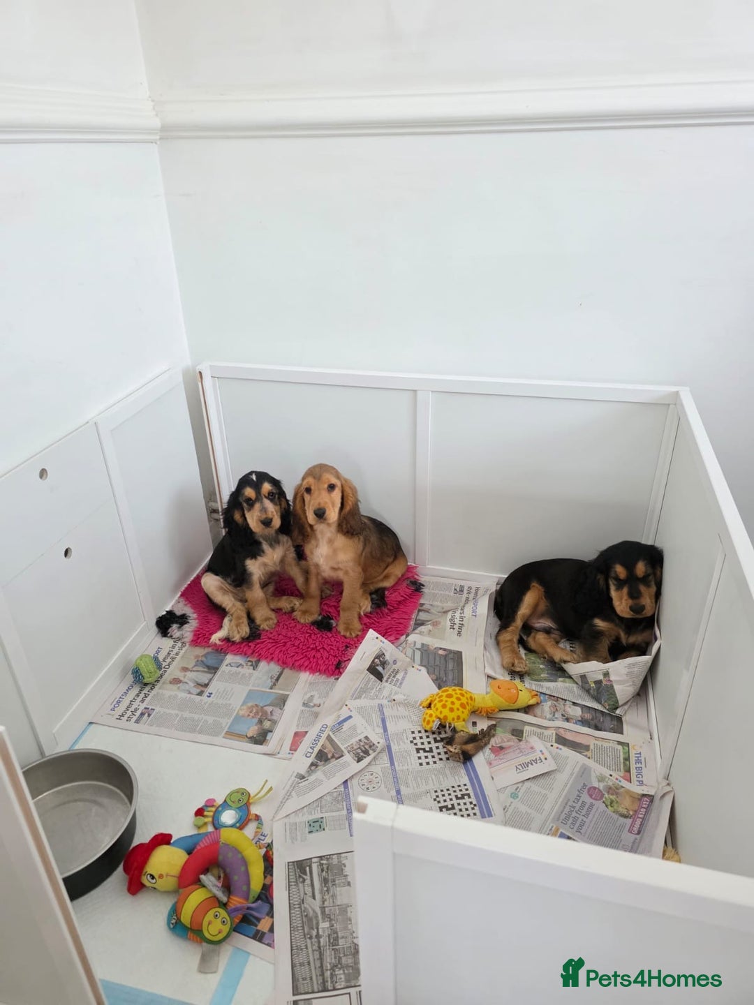 Cocker Spaniel dogs for sale: KC ENGLISH SHOW TYPE COCKER SPANIELS - Image 6