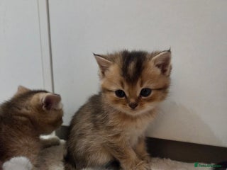 Scottish Fold cats Scottish folds - Advert 1